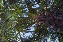 Image of Florida silver palm