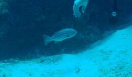 Image of Yellowfin Grouper