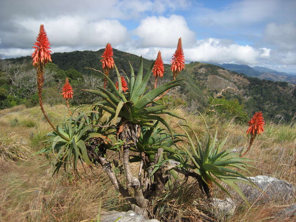 Image of candelabra aloe