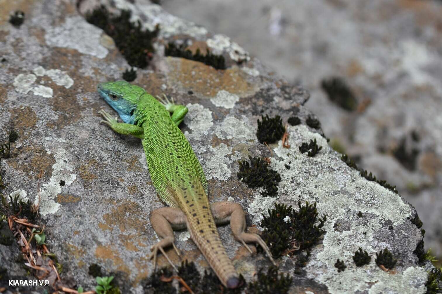 Image of Caucusus Emerald Lizard