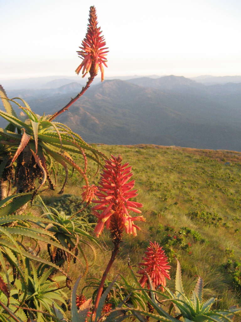 Image of candelabra aloe