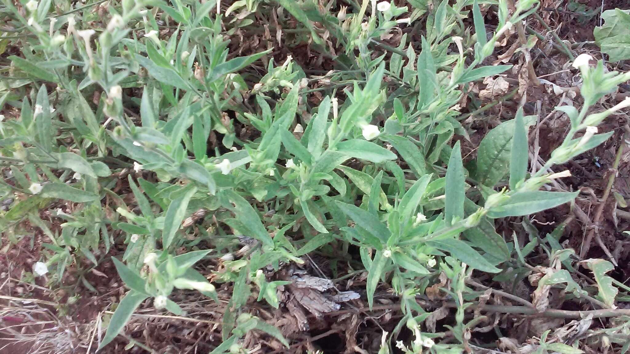 Image of desert tobacco,