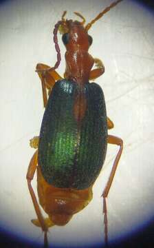 Imagem de Brachinus (Brachynolomus) sclopeta (Fabricius 1792)