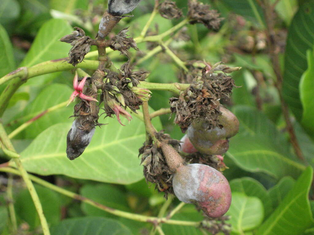 Image of cashew