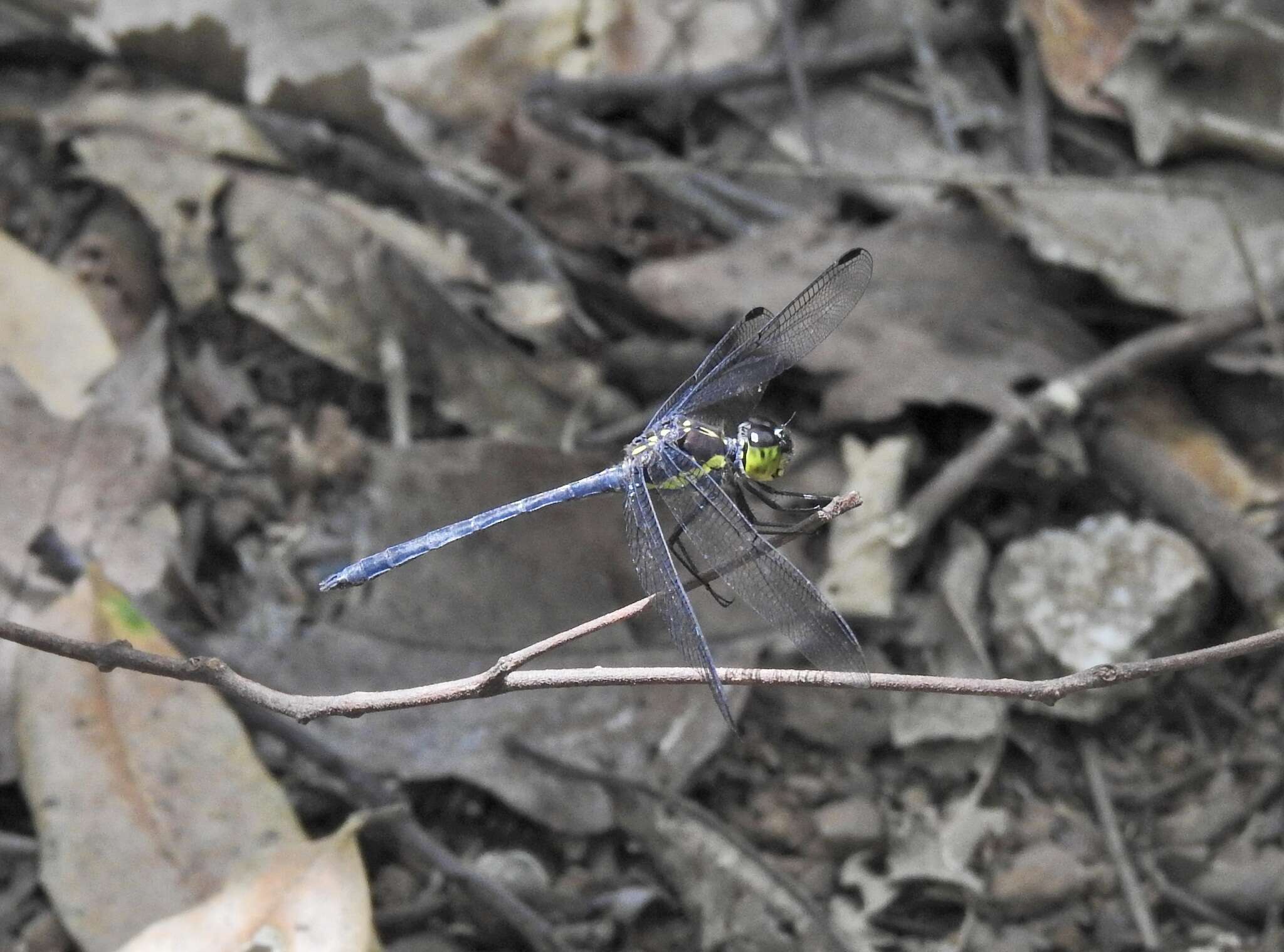 Image of <i>Agrionoptera longitudinalis biserialis</i> Selys 1879