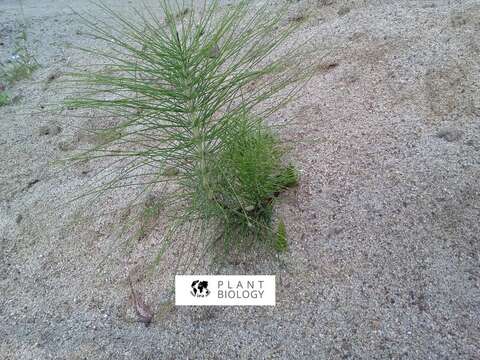 Image of Equisetum telmateia subsp. telmateia