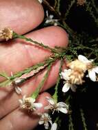 Image de Olearia teretifolia (Sond.) F. Müll.