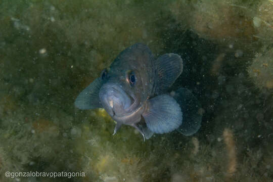 Acanthistius patachonicus (Jenyns 1840) resmi