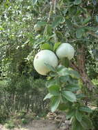 Plancia ëd Strychnos madagascariensis Poir.