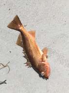 Image of Bocaccio rockfish