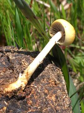 Imagem de Protostropharia dorsipora (Esteve-Rav. & Barrasa) Redhead 2014