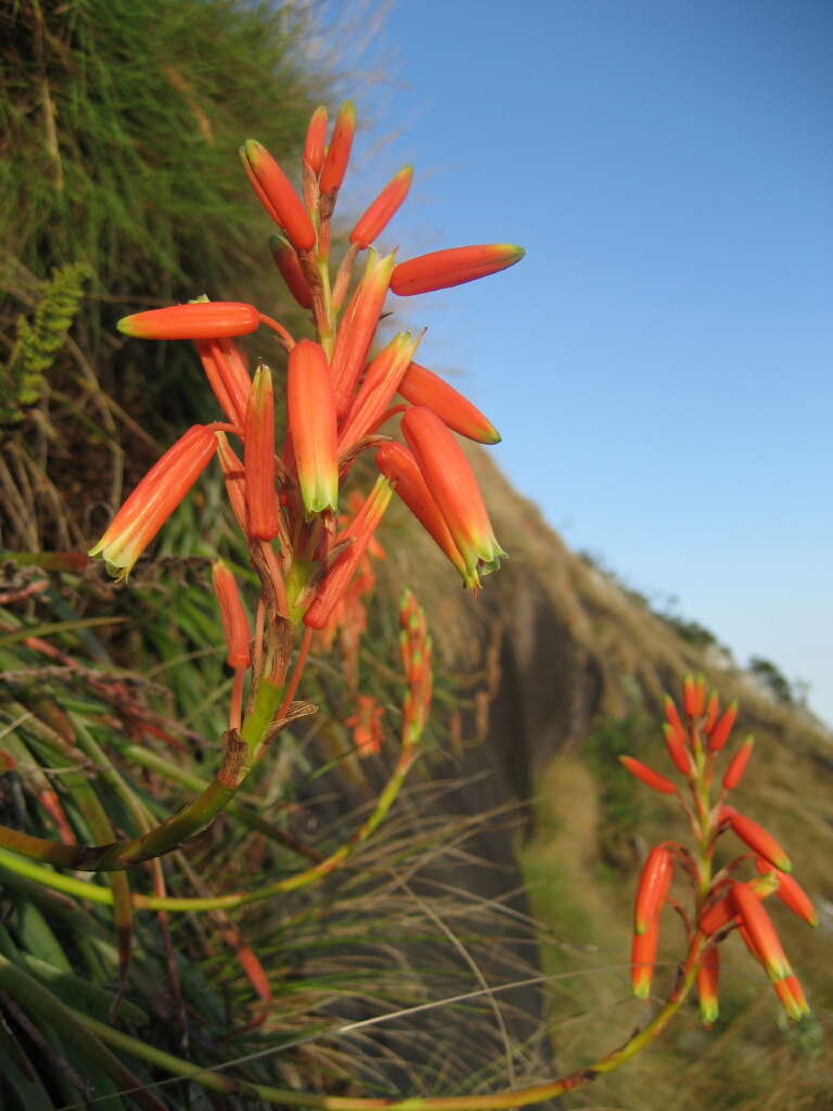 Sivun Aloe inyangensis Christian kuva