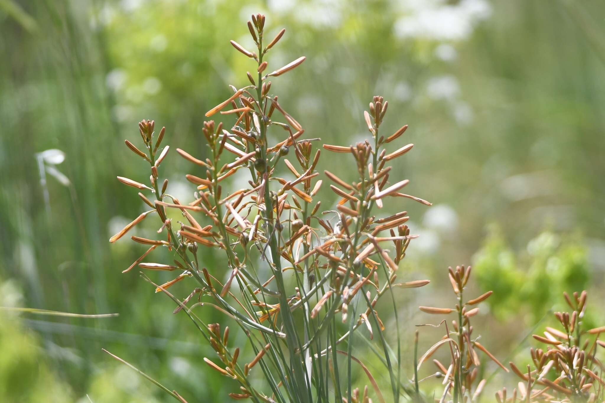 Image of Asphodeline brevicaulis (Bertol.) J. Gay ex Baker