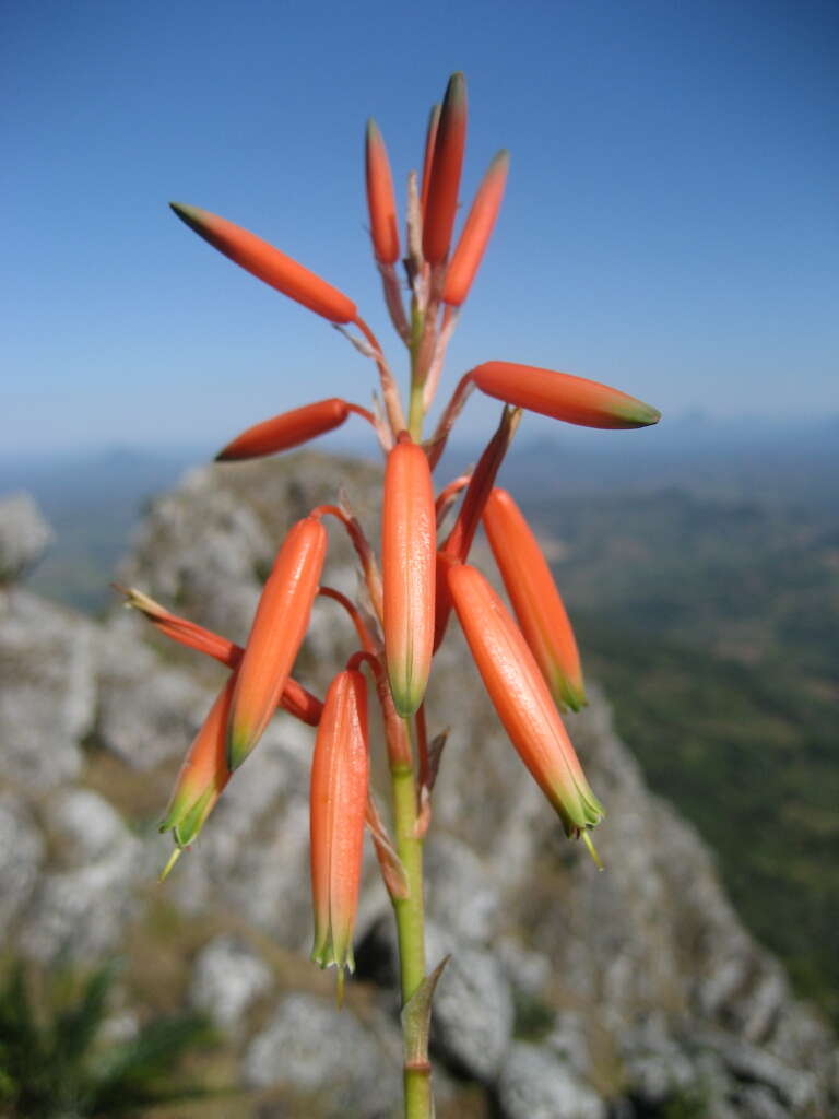 Sivun Aloe inyangensis Christian kuva