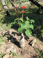 Imagem de Jatropha podagrica Hook.