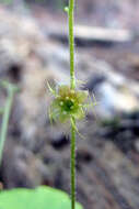 Image of naked miterwort