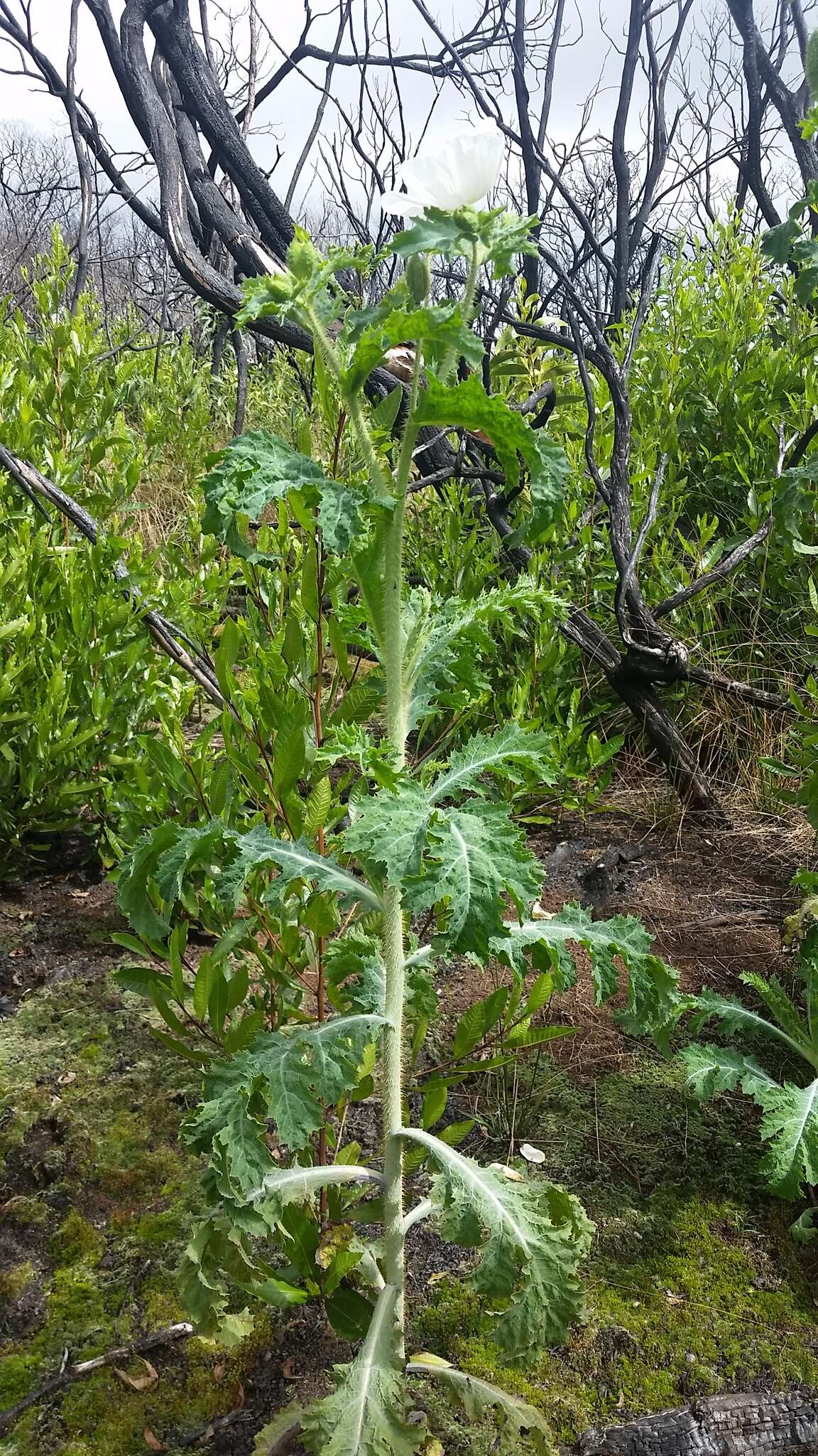 Image of Hawaiian prickly poppy