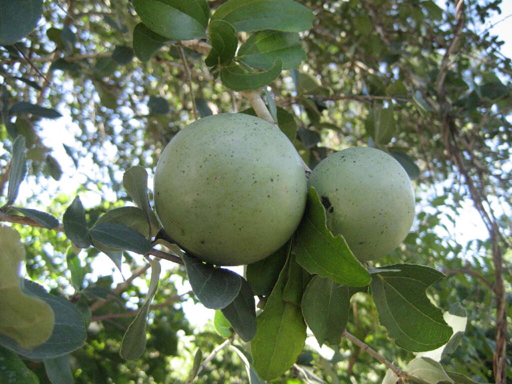 Plancia ëd Strychnos madagascariensis Poir.