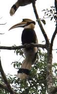 Image of Great Indian Hornbill