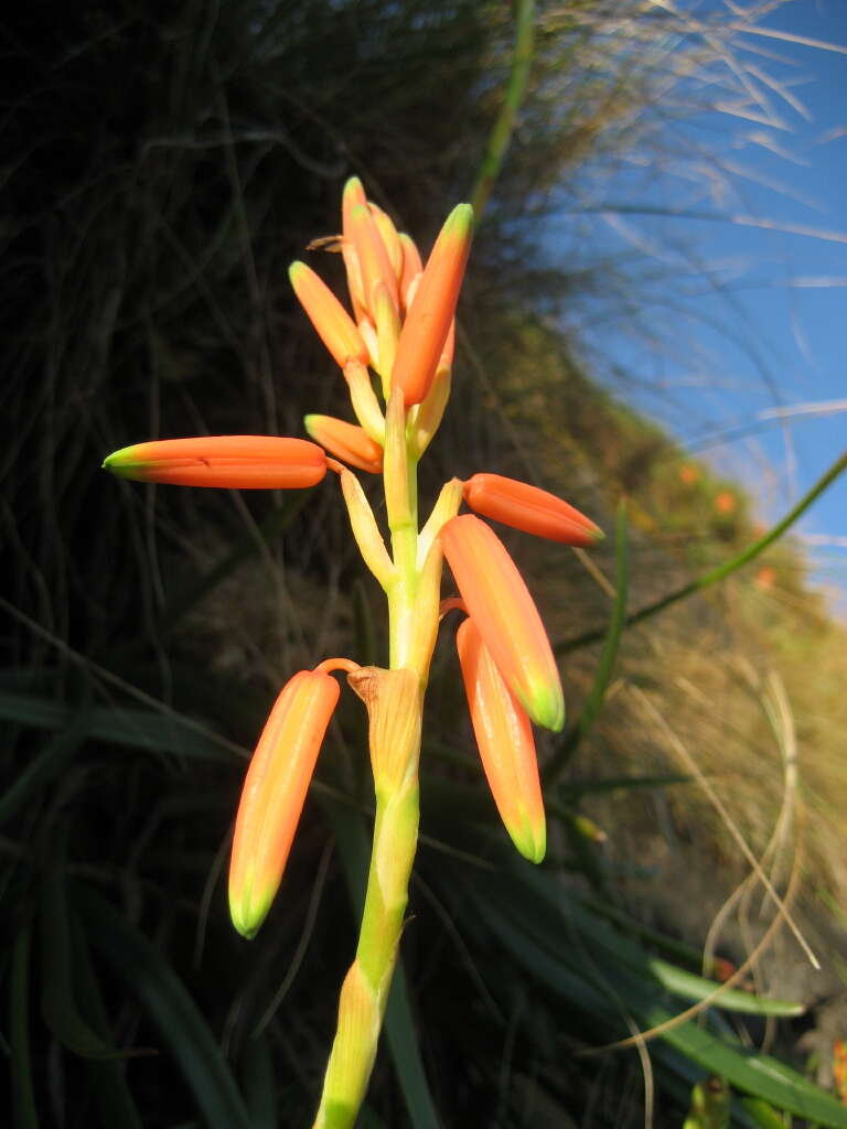 Sivun Aloe inyangensis Christian kuva