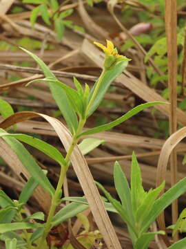 Image of Sphagneticola calendulacea (L.) J. F. Pruski