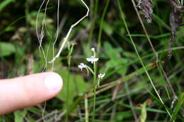 Cynorkis rosellata (Thouars) Bosser的圖片