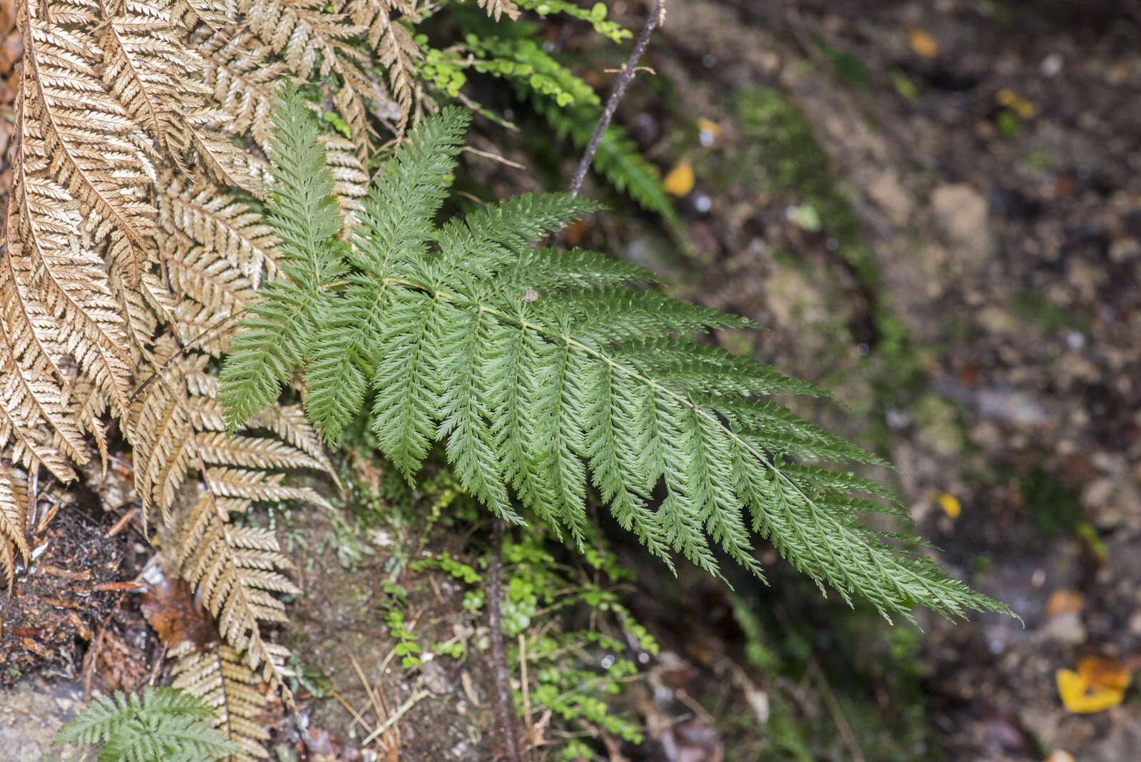 Image of single crepe fern