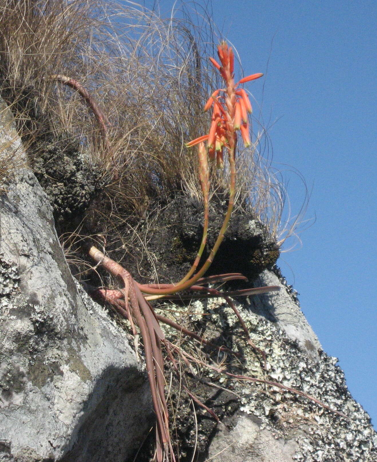 Sivun Aloe inyangensis Christian kuva