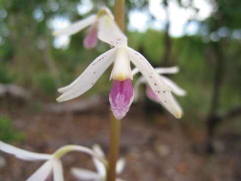 Image of Tropical hyacinth orchid