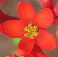 Imagem de Jatropha podagrica Hook.