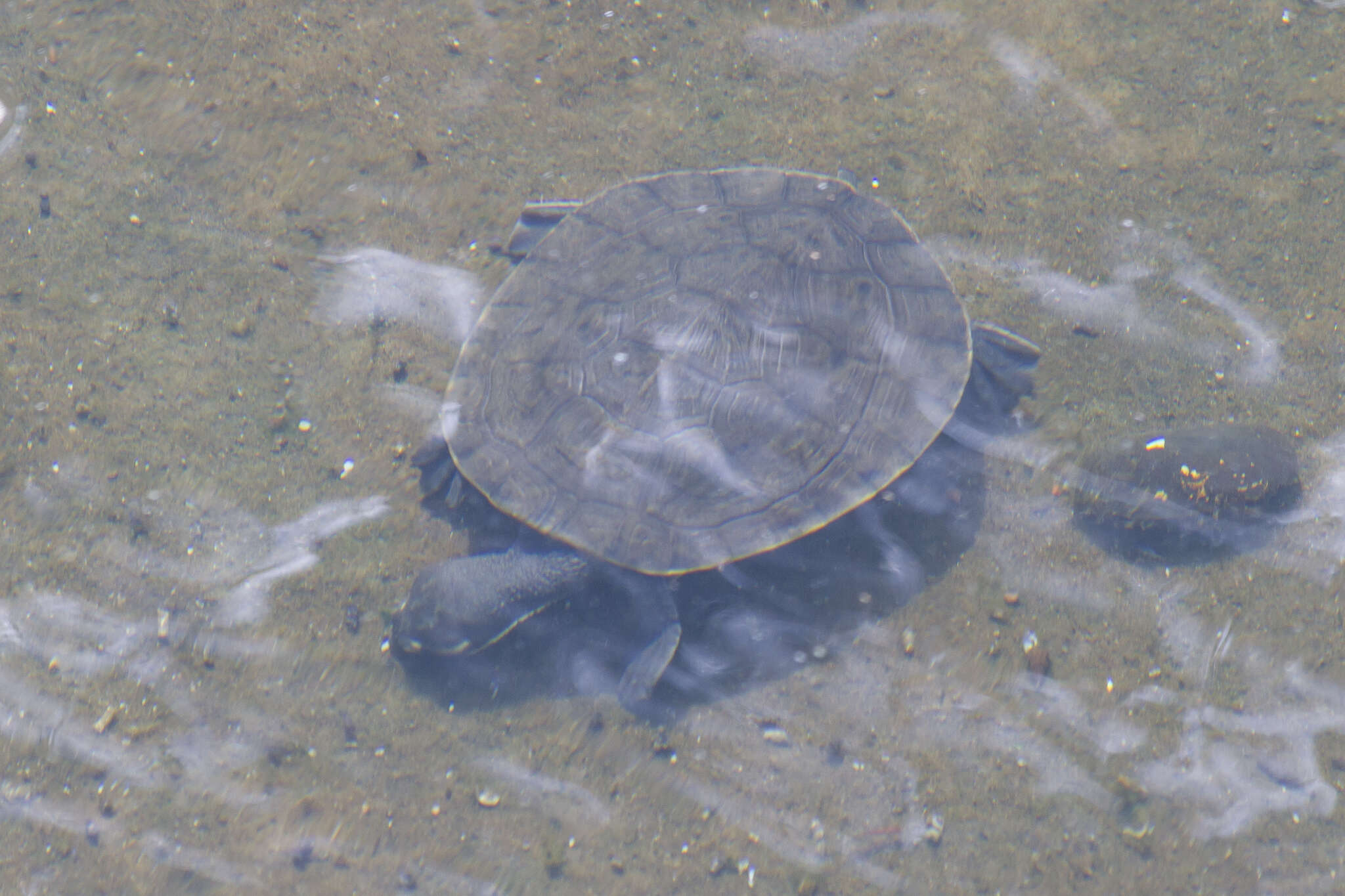 Image of Northern Yellow-faced Turtle