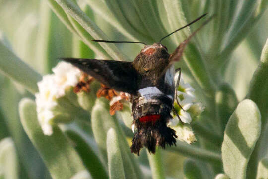 Image of Tantalus Sphinx