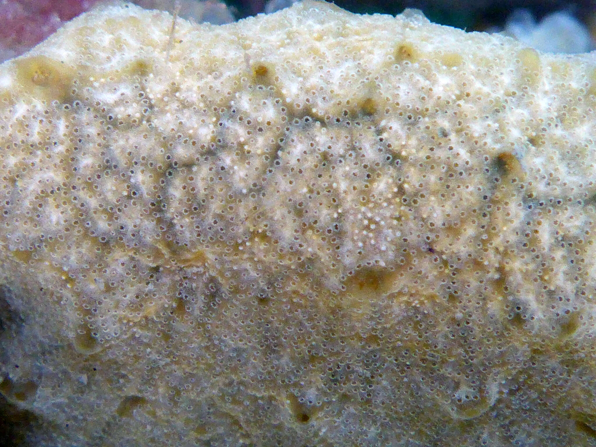 Image of Ascidian