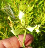 Image of Moraea bellendenii (Sweet) N. E. Br.