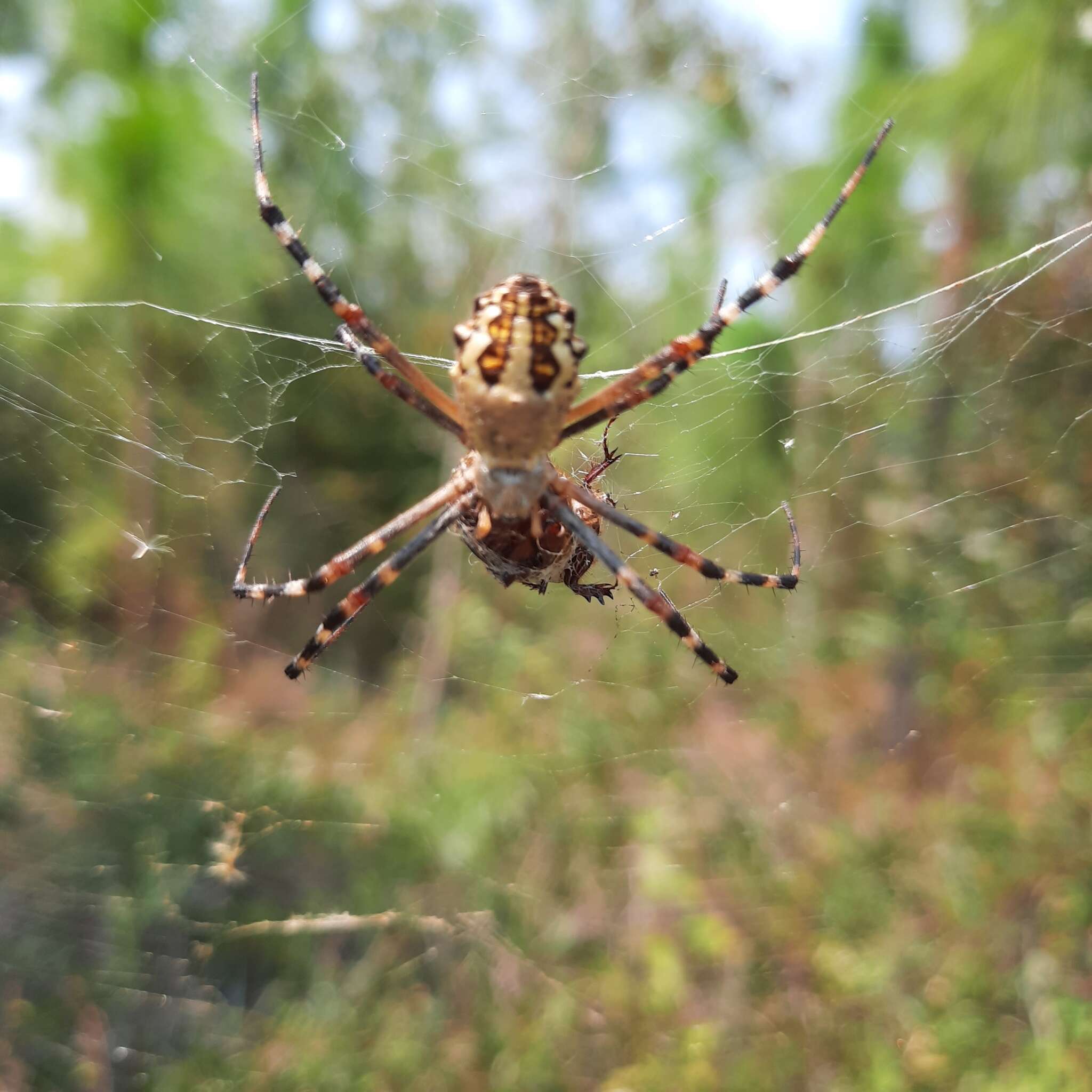 Argiope florida Chamberlin & Ivie 1944的圖片