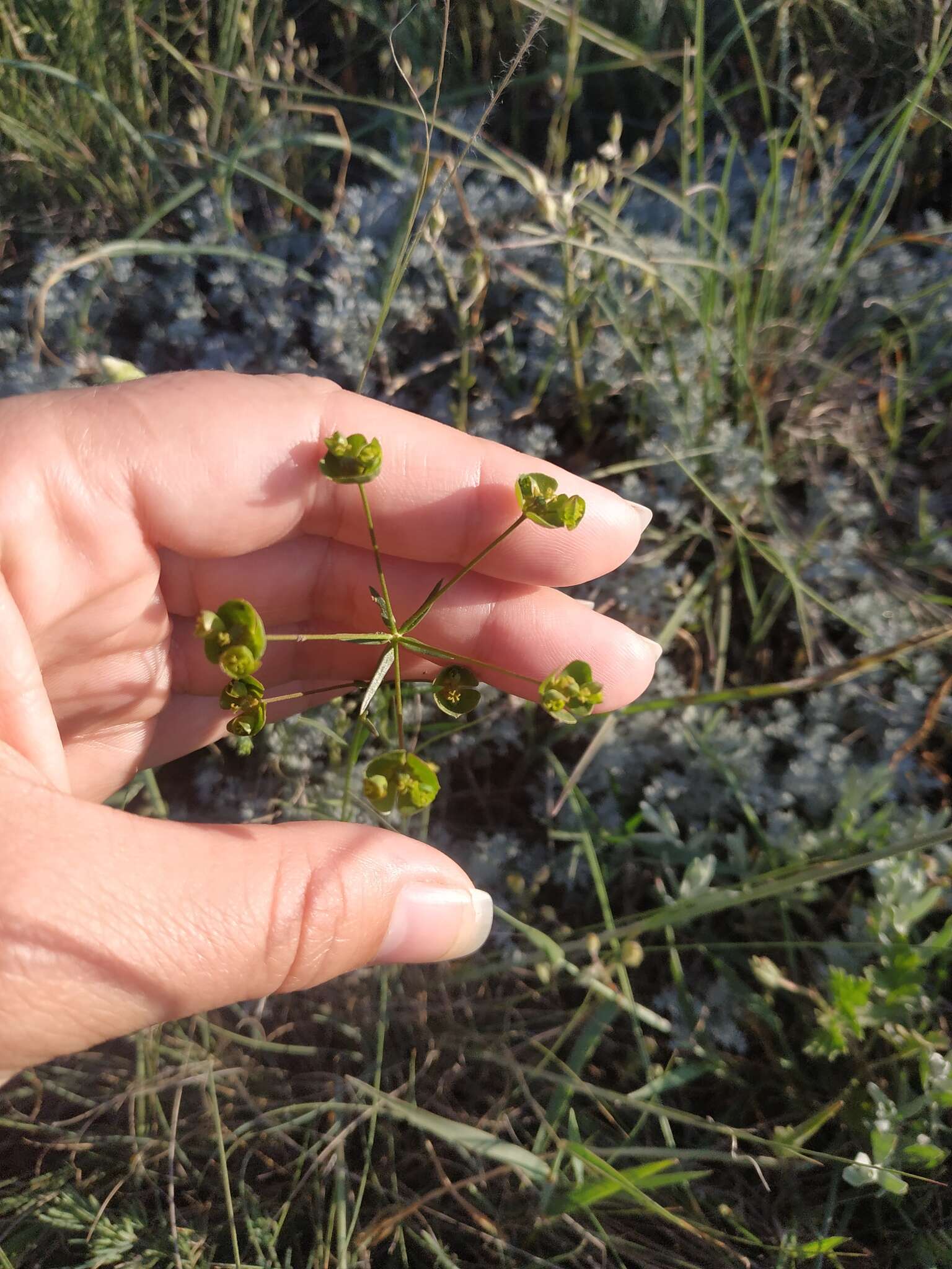 Imagem de Euphorbia leptocaula Boiss.