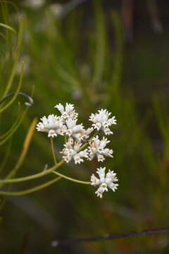 Image of Conospermum mitchellii Meissn.