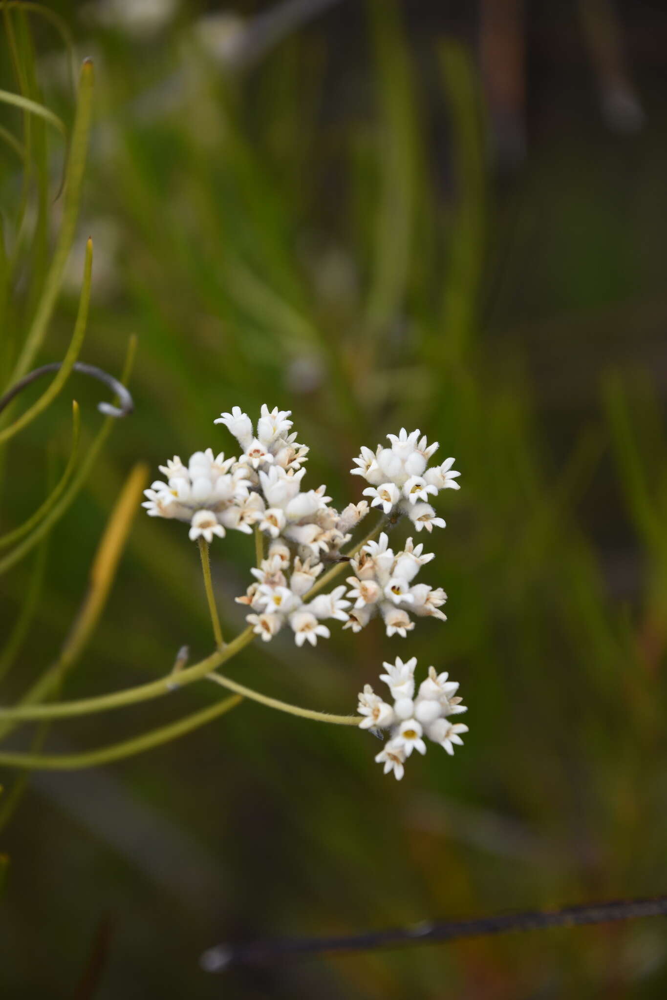 صورة Conospermum mitchellii Meissn.