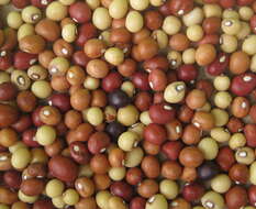 Image of bambarra groundnut