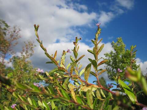 Image of false heather