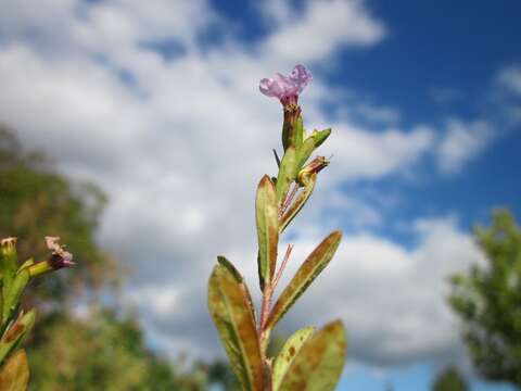 Слика од Cuphea hyssopifolia Kunth