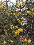 Image of Senna artemisioides subsp. filifolia