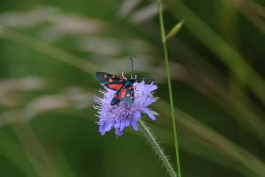 Image of Zygaena ephialtes Linnaeus 1767