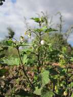 Image of European Black Nightshade