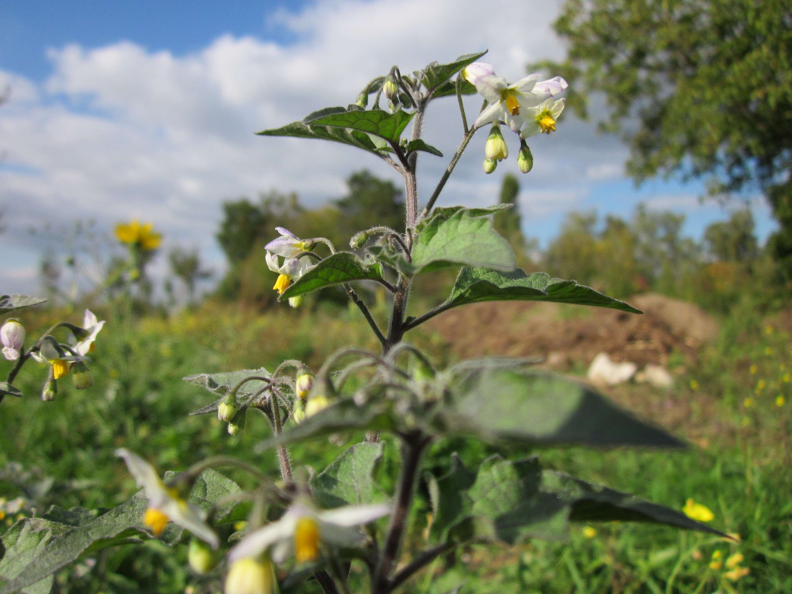 Image of European Black Nightshade