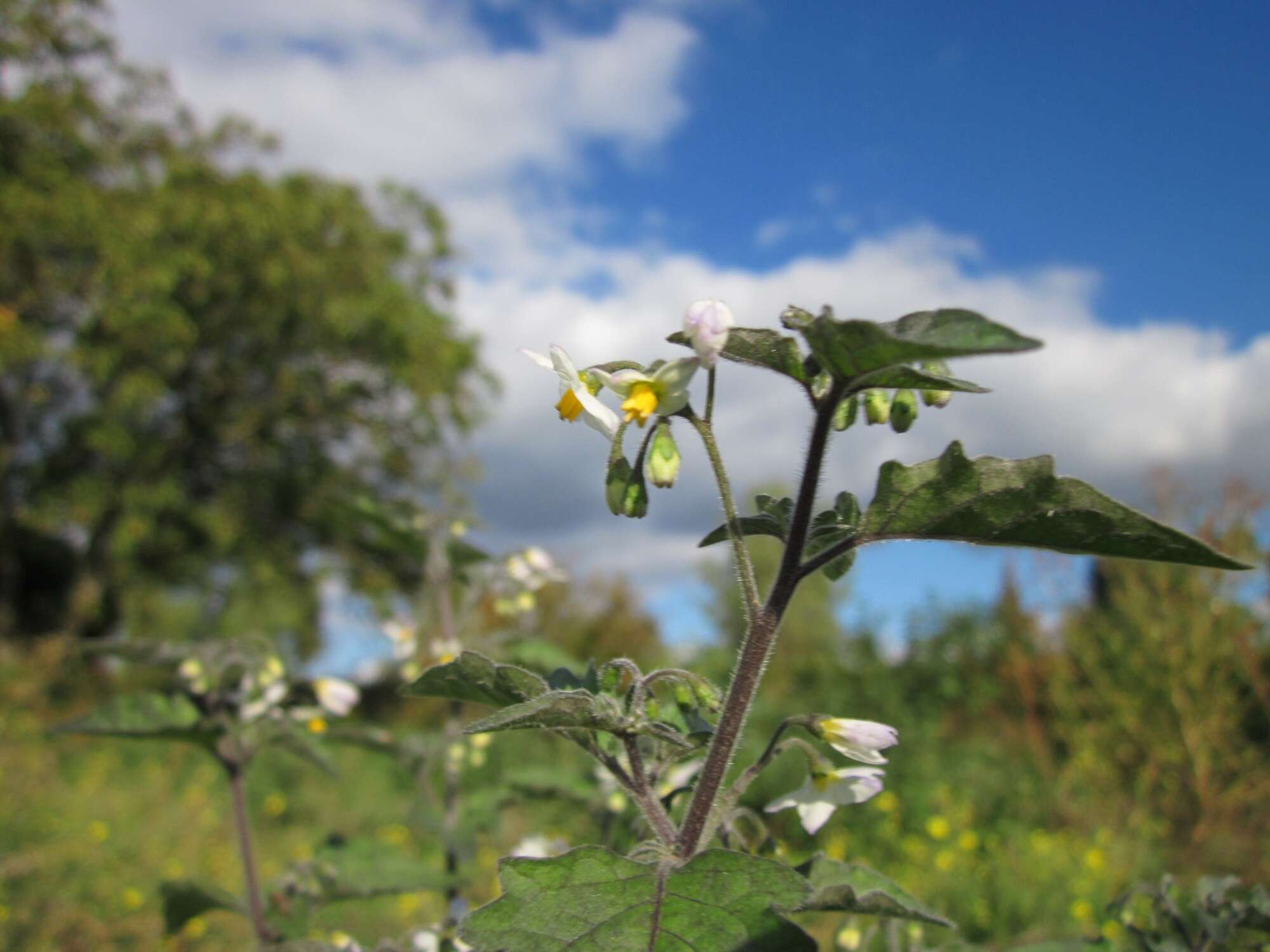 Image of European Black Nightshade