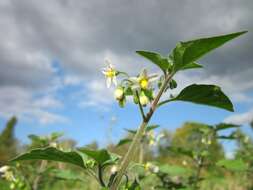 Image of European Black Nightshade