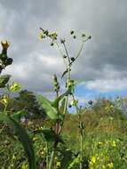 Plancia ëd Sonchus asper (L.) Hill