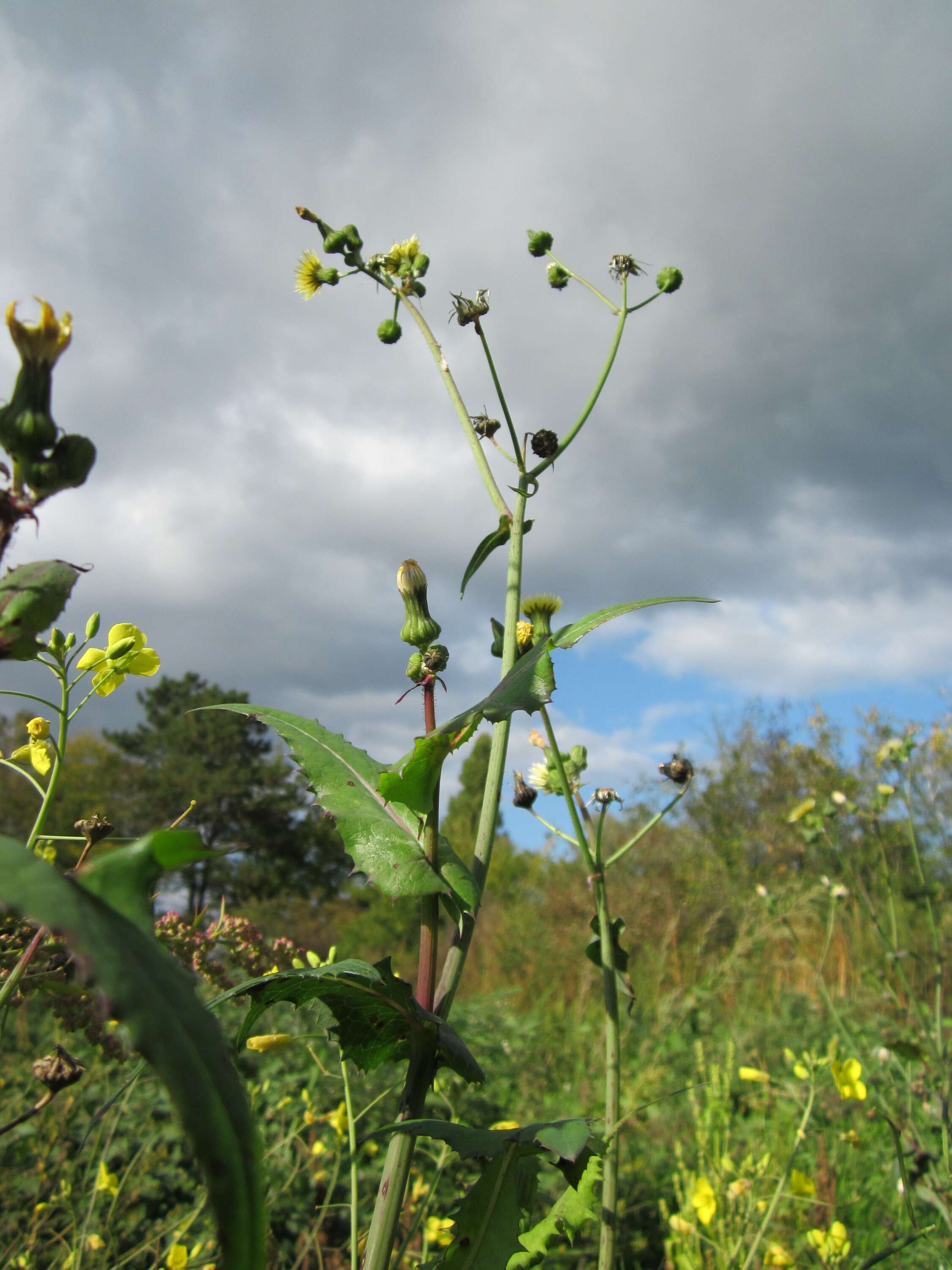 Plancia ëd Sonchus asper (L.) Hill