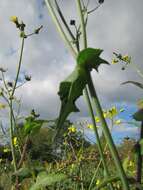 Plancia ëd Sonchus asper (L.) Hill